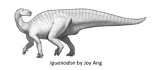 <p>Large in size</p><p>-Claw: spike-shaped</p><p>-Facultative biped</p>