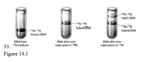 <p><span style="background-color: transparent; font-family: "Times New Roman", serif;">The figure above depicts the result of an experiment to determine how DNA replication occurs. Based on these results, it appears that after replication, each new DNA molecule contains ____.​</span></p><table style="min-width: 75px;"><colgroup><col style="min-width: 25px;"><col style="min-width: 25px;"><col style="min-width: 25px;"></colgroup><tbody><tr><td colspan="1" rowspan="1" style="vertical-align: top; overflow: hidden; overflow-wrap: break-word;"><p><span style="background-color: transparent;">&nbsp;</span></p></td><td colspan="1" rowspan="1" style="vertical-align: top; padding: 1.5pt 0pt; overflow: hidden; overflow-wrap: break-word;"><p><span style="background-color: transparent; font-family: "Times New Roman", serif;">a.&nbsp;</span></p></td><td colspan="1" rowspan="1" style="vertical-align: top; padding: 1.5pt 20pt 1.5pt 0pt; overflow: hidden; overflow-wrap: break-word;"><p><span style="background-color: transparent; font-family: "Times New Roman", serif;">​either entirely old DNA strands or entirely new DNA strands</span></p></td></tr><tr><td colspan="1" rowspan="1" style="vertical-align: top; overflow: hidden; overflow-wrap: break-word;"><p><span style="background-color: transparent;">&nbsp;</span></p></td><td colspan="1" rowspan="1" style="vertical-align: top; padding: 1.5pt 0pt; overflow: hidden; overflow-wrap: break-word;"><p><span style="background-color: transparent; font-family: "Times New Roman", serif;">b.&nbsp;</span></p></td><td colspan="1" rowspan="1" style="vertical-align: top; padding: 1.5pt 20pt 1.5pt 0pt; overflow: hidden; overflow-wrap: break-word;"><p><span style="background-color: transparent; font-family: "Times New Roman", serif;">​one old DNA strand and one new DNA strand</span></p></td></tr><tr><td colspan="1" rowspan="1" style="vertical-align: top; overflow: hidden; overflow-wrap: break-word;"><p><span style="background-color: transparent;">&nbsp;</span></p></td><td colspan="1" rowspan="1" style="vertical-align: top; padding: 1.5pt 0pt; overflow: hidden; overflow-wrap: break-word;"><p><span style="background-color: transparent; font-family: "Times New Roman", serif;">c.&nbsp;</span></p></td><td colspan="1" rowspan="1" style="vertical-align: top; padding: 1.5pt 20pt 1.5pt 0pt; overflow: hidden; overflow-wrap: break-word;"><p><span style="background-color: transparent; font-family: "Times New Roman", serif;">​entirely new DNA</span></p></td></tr><tr><td colspan="1" rowspan="1" style="vertical-align: top; overflow: hidden; overflow-wrap: break-word;"><p><span style="background-color: transparent;">&nbsp;</span></p></td><td colspan="1" rowspan="1" style="vertical-align: top; padding: 1.5pt 0pt; overflow: hidden; overflow-wrap: break-word;"><p><span style="background-color: transparent; font-family: "Times New Roman", serif;">d.&nbsp;</span></p></td><td colspan="1" rowspan="1" style="vertical-align: top; padding: 1.5pt 20pt 1.5pt 0pt; overflow: hidden; overflow-wrap: break-word;"><p><span style="background-color: transparent; font-family: "Times New Roman", serif;">​some DNA helix regions from old DNA alternating with some DNA regions from new DNA</span></p></td></tr><tr><td colspan="1" rowspan="1" style="vertical-align: top; overflow: hidden; overflow-wrap: break-word;"><p><span style="background-color: transparent;">&nbsp;</span></p></td><td colspan="1" rowspan="1" style="vertical-align: top; padding: 1.5pt 0pt; overflow: hidden; overflow-wrap: break-word;"><p><span style="background-color: transparent; font-family: "Times New Roman", serif;">e.&nbsp;</span></p></td><td colspan="1" rowspan="1" style="vertical-align: top; padding: 1.5pt 20pt 1.5pt 0pt; overflow: hidden; overflow-wrap: break-word;"><p><span style="background-color: transparent; font-family: "Times New Roman", serif;">​two strands that are each a mix of old and new DNA</span></p></td></tr></tbody></table><p></p>