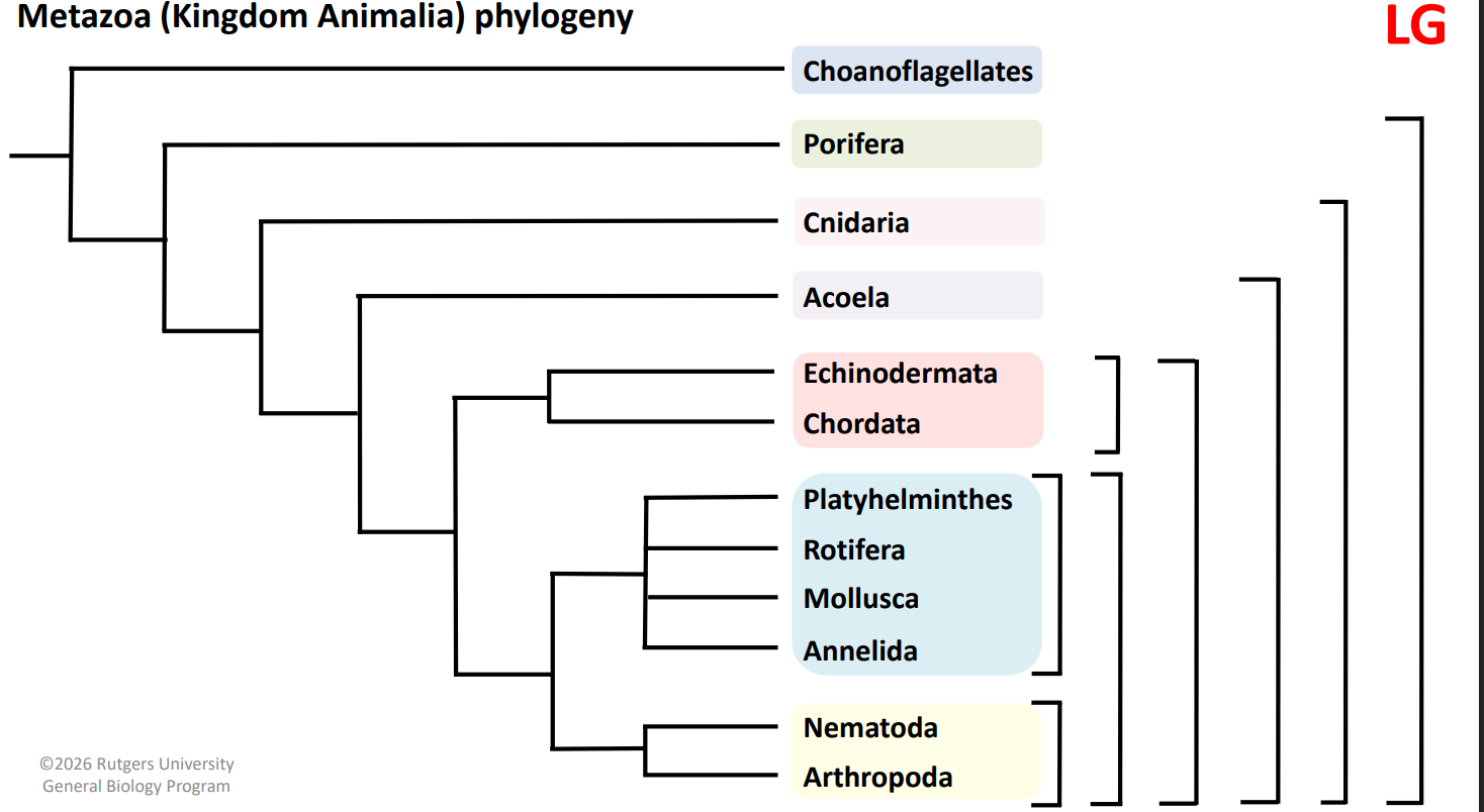<p><span style="background-color: transparent;"><strong>KNOW METOZIA (KINGDOM ANIMAL) DIAGRAM IN LG BY HEART, SDCS, CLADES, BASAL TAXONS - LABEL THIS DIAGRAM AND THEN CHECK YOUR LG FOR ANSWERS.</strong></span></p>