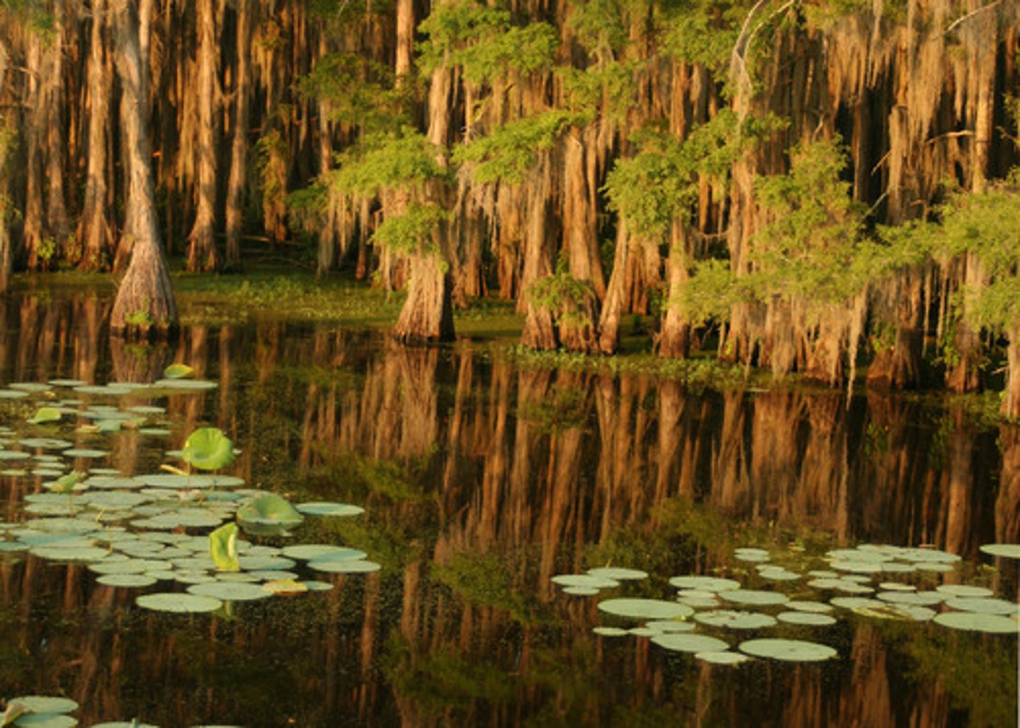 <p>bogged down (in a swamp)</p>