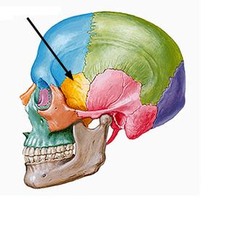 <p>Identify this part of the bone.</p>
