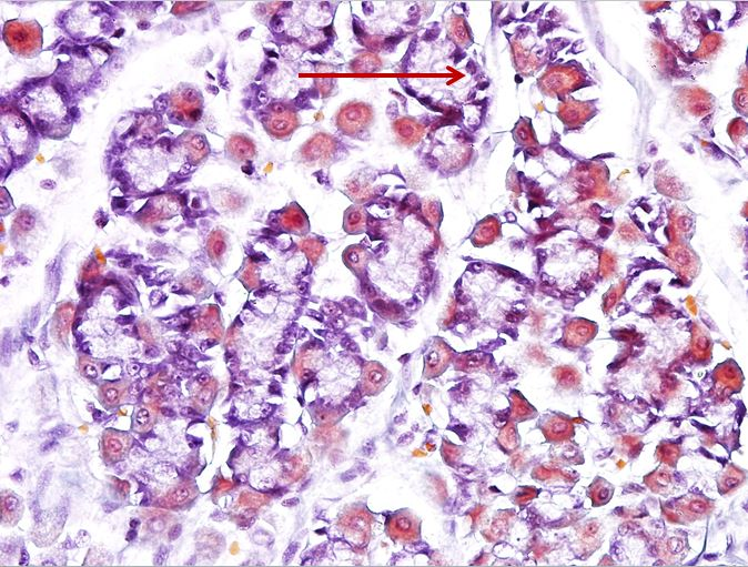 <p>Tế bào gì ?</p>