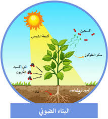 <p>Photosynthesis</p>