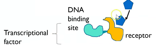 <ul><li><p>binds to receptor of transcriptional factor (as it is complementary)</p></li><li><p>forms oestrogen-receptor complex</p></li></ul><ul><li><p>changes shape of DNA binding site of transcription factor to make it complementary promotor region</p></li></ul><p></p>