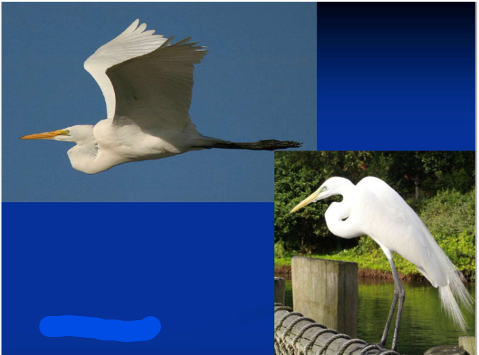 <p>Order Pelecaniformes<br>Family Ardeidae<br>Great Egret</p>
