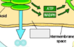 <p>photosynthesis cycle: name the step </p>