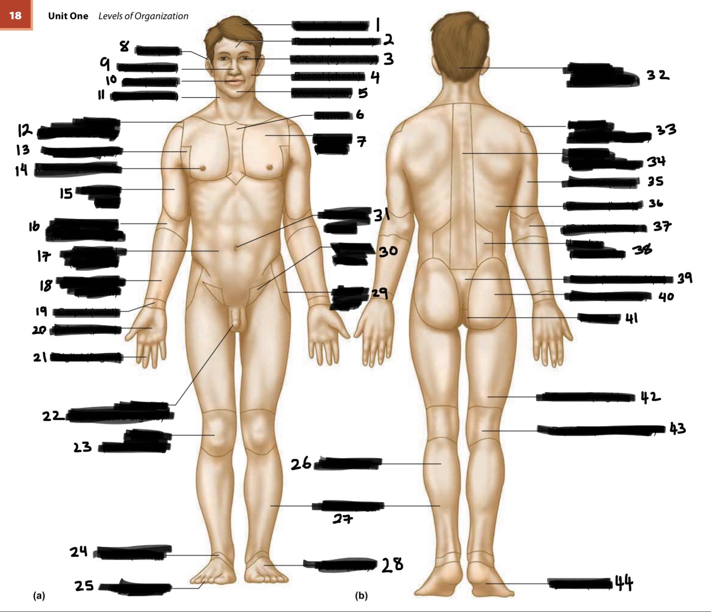 <p>36</p>