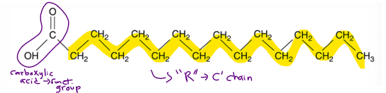 <p>Made from hydrocarbon chain (hydrophobic) and COOH functional group (hydrophillic)</p><p></p><p>“-R-COOH”</p>