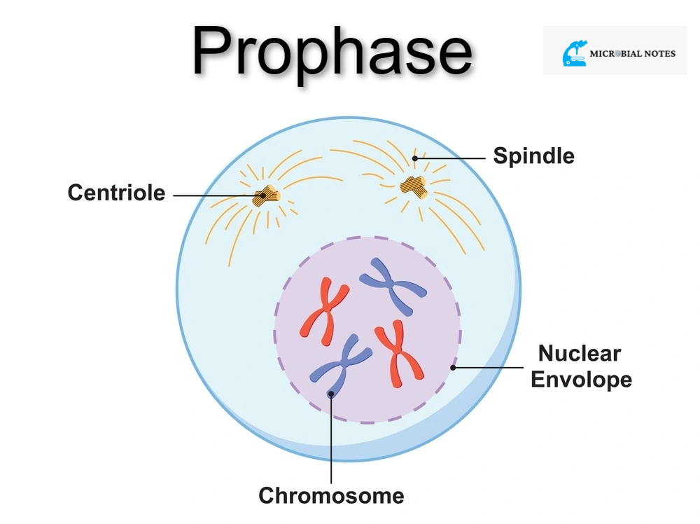 <p>Spindle fibers form, genetic material in the nucleus condenses, chromosomes become visible, and centrioles move towards opposite sides of the cell. </p>