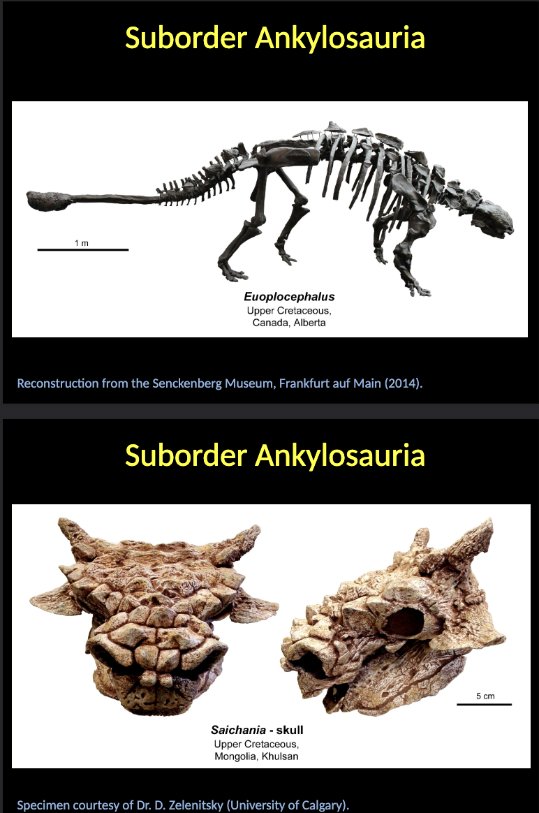 <p><span style="color: rgb(255, 255, 255);">Suborder Ankylosauria</span></p><ul><li><p><span>QUADRUPEDAL</span><span style="color: rgb(255, 255, 255);"> dinosaurs that evolved BONY PLATES that form a dorsal shield.</span></p></li><li><p><span style="color: rgb(255, 255, 255);">They present a characteristic thickening of the TAIL END, which can have a club-like aspect, and was used for defense.</span></p></li><li><p><span style="color: rgb(255, 255, 255);">Stratigraphical range: CRETACEOUS.</span></p></li></ul><p></p>