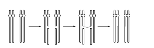 <p>The diagram above illustrates which of the following processes?</p><p>A) Crossing-over</p><p>B) Base pair substitution</p><p>C) Duplication</p><p>D) Deletion</p><p>E) Posttranscriptional processing</p>