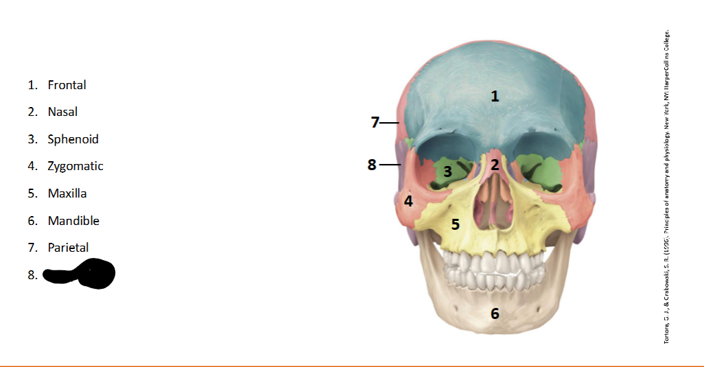 <p>What landmark within the <strong>Skull?</strong></p>