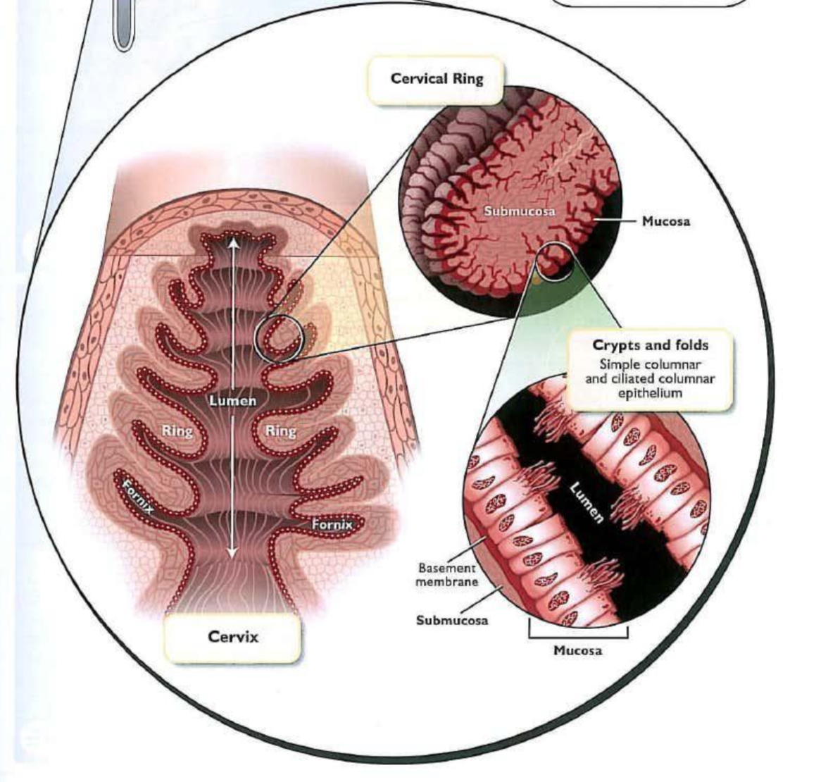 <p>barrier to sperm transport in the ewe, cow, bitch and queen but not in</p><p>the sow and mare and isolates the uterus from the external environment during pregnancy by forming a barrier consisting of highly viscous mucus.</p><p class="has-focus"></p><p class="has-focus">The mare has no cervical rings but many longitudinal folds </p>