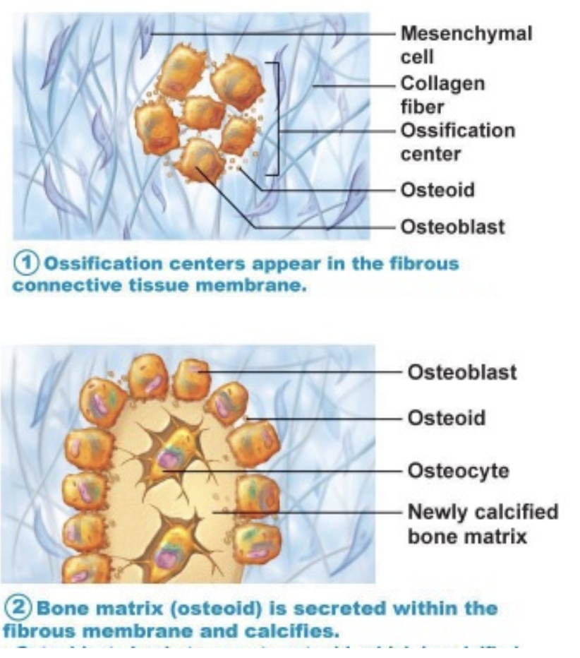 <p>Primary ossification center forms within fetal connective tissue… osteoblasts develop and begin to secrete osteoid… mineral crystals are incorporated so osteoblasts become osteocytes</p>