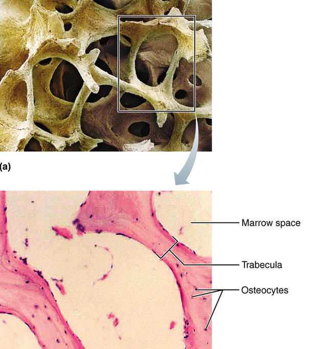 <p>Inner layer of bone. For shock absorption and lighten weight.</p><p>Trabeculae: needle-like or flat pieces that form honeycomb network. Open space between trabeculae is filled with bone marrow. Contain several layers of lemellae containing osteocytes.</p><p>Osteocytes = receive nutrients from capillaries of endosteum via canaliculi.</p>