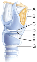 <p>E</p><p>—</p><p>A — Hyoid bone</p><p>B — Thyrohyoid membrane</p><p>C — Vestibular fold</p><p>D — Thyroid cartilage</p><p>E — Vocal fold</p><p>F — Cricothyroid ligament</p><p>G — Cricotracheal ligament</p>