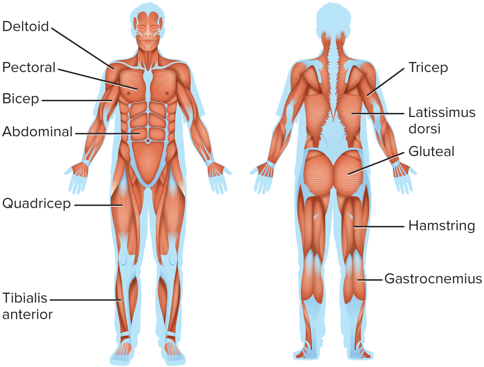<p>Muscular System</p>