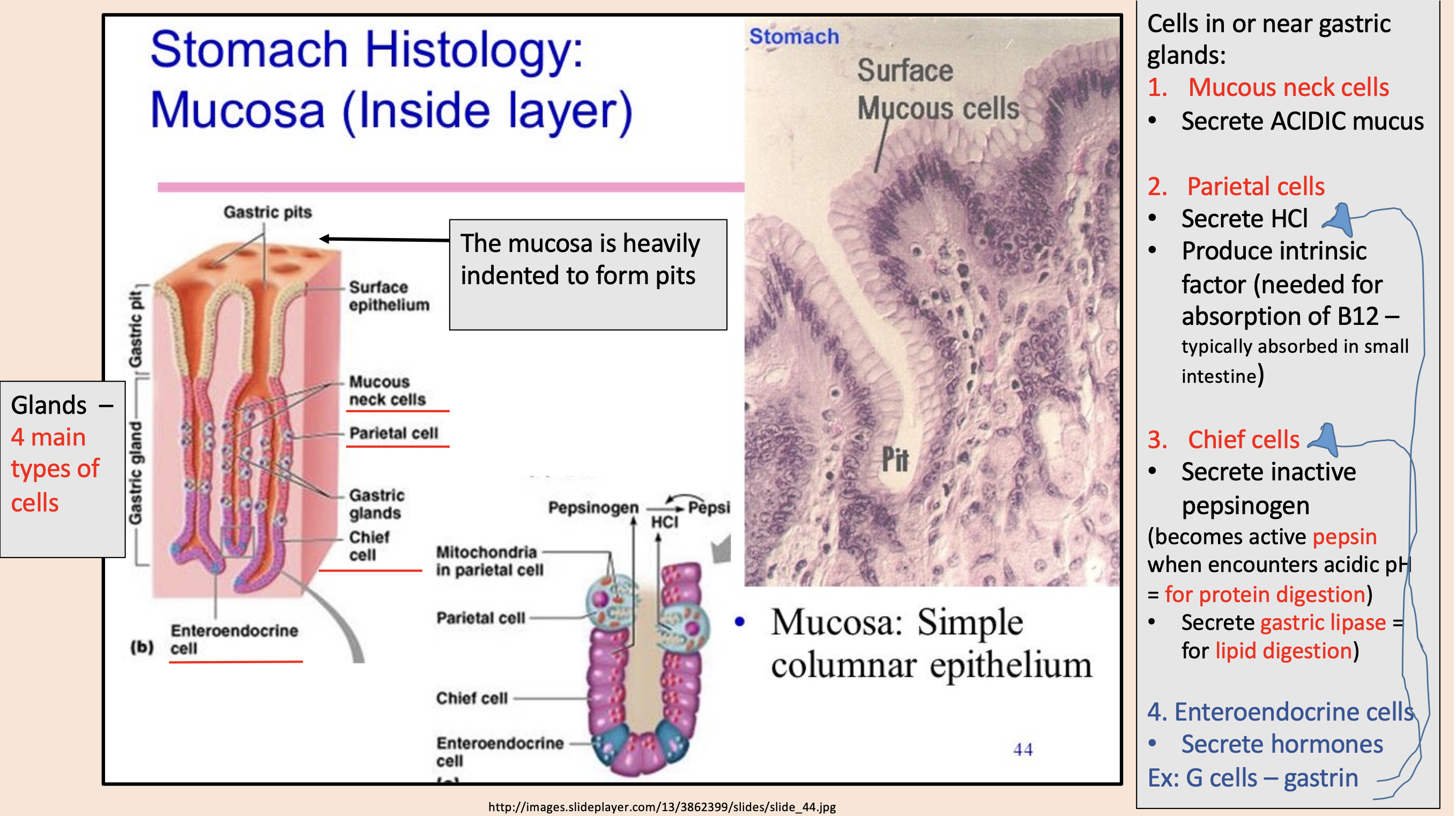 <p><span style="color: rgb(255, 0, 0);">mucous neck cells</span></p>