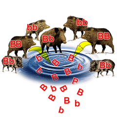 <p>The combined genetic makeup of all the members of a population.</p>