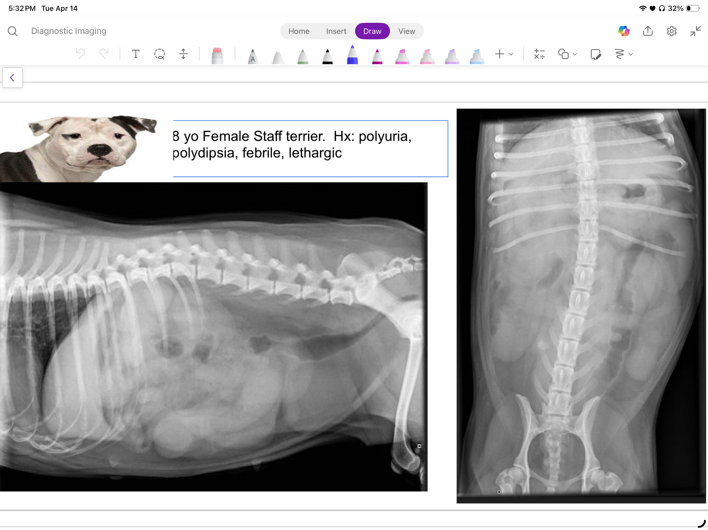 <p>8 yo female staff terrier, hx of PU?PD, febrile &amp; lethargic</p><p>what are the findings, conclusion &amp; DDX?</p>