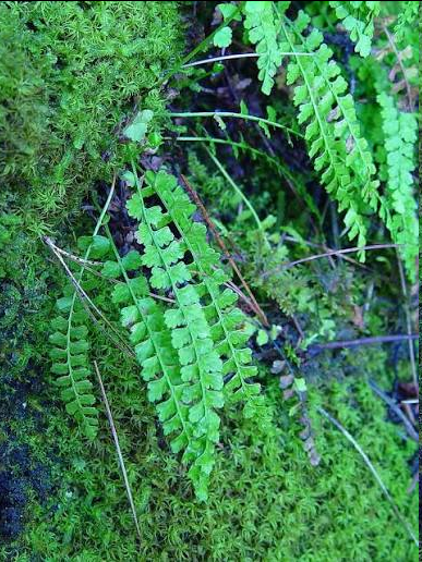 <p><span style="font-family: "Open Sans"; font-size: large;"><strong><u>Asplenium viride (Green spleenwort)</u></strong></span></p>