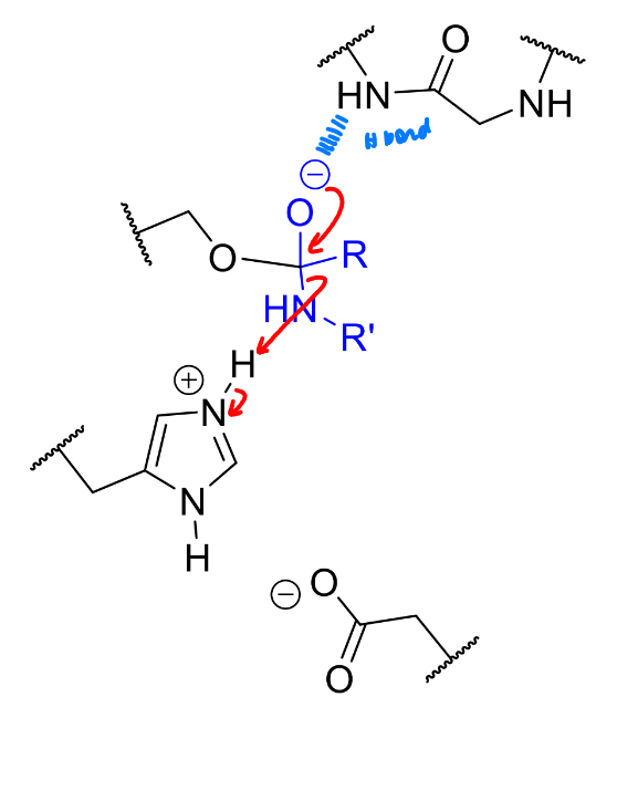 <p>NH not good leaving group but protonate with His as it leaves</p>