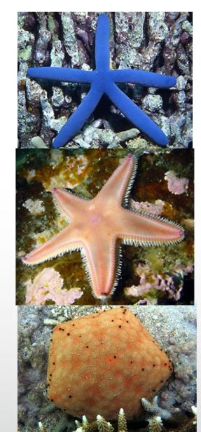<p>Starfish</p><p>Most are Predatory (eat Molluscs and corals).</p><p>1600 Species</p><p>Some can extrude their stomachs to digest outside the body.</p>