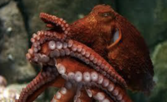 <p>use beak to feed; shoot water out to move; internal/reduced shell</p>