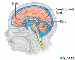 <p>meninges and cerebrospinal fluid</p>
