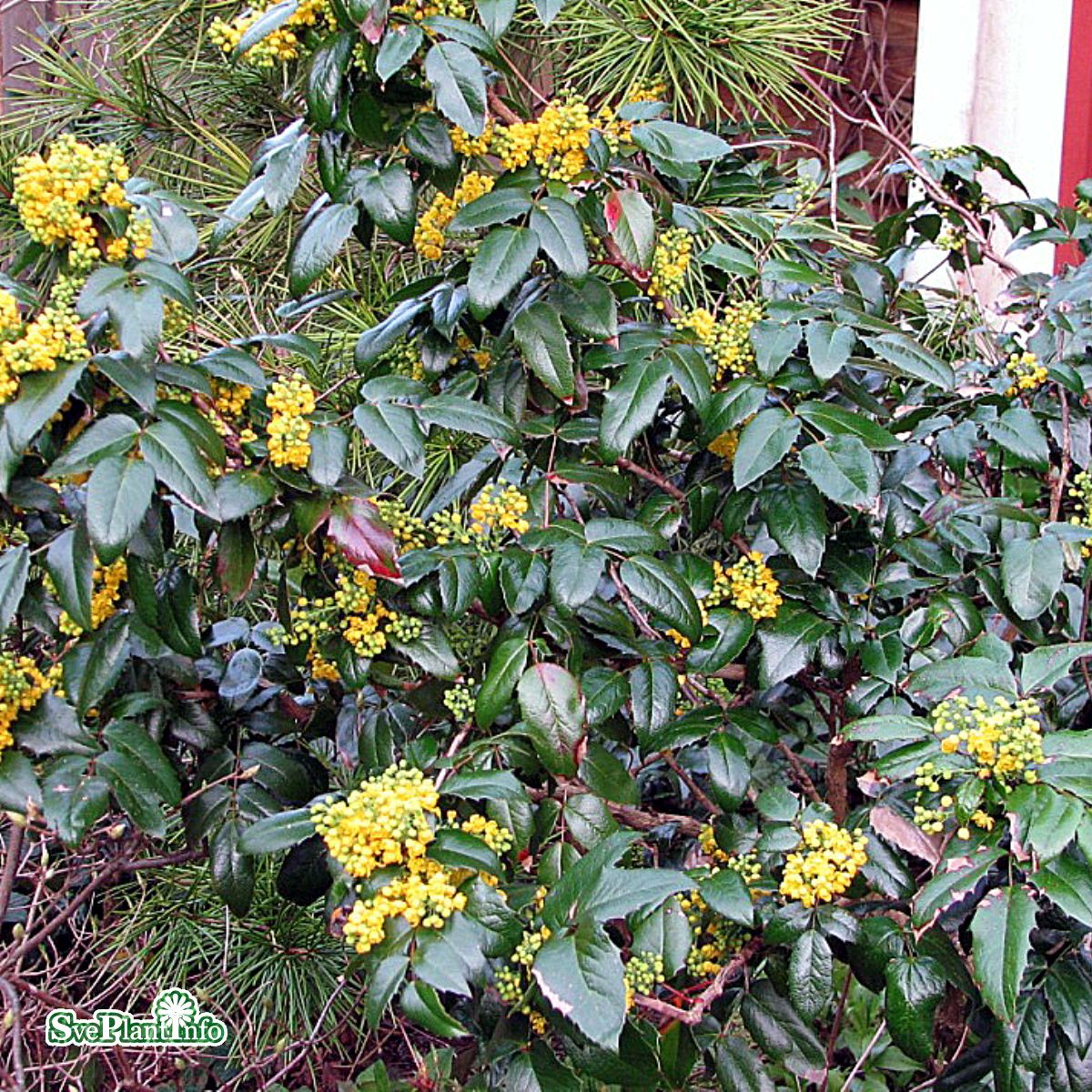 <p>Berberis (or Mahonia) aquifolium </p>