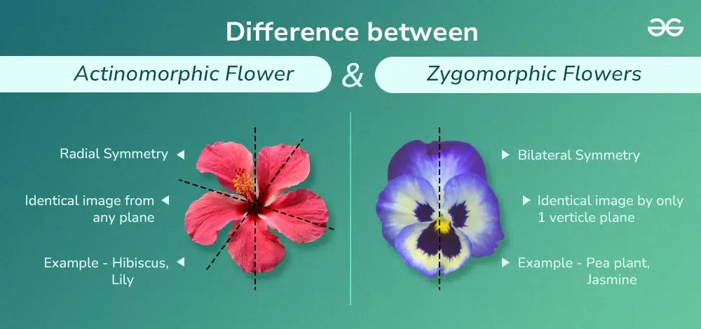 <p><span>Actinomorphic flower</span></p>