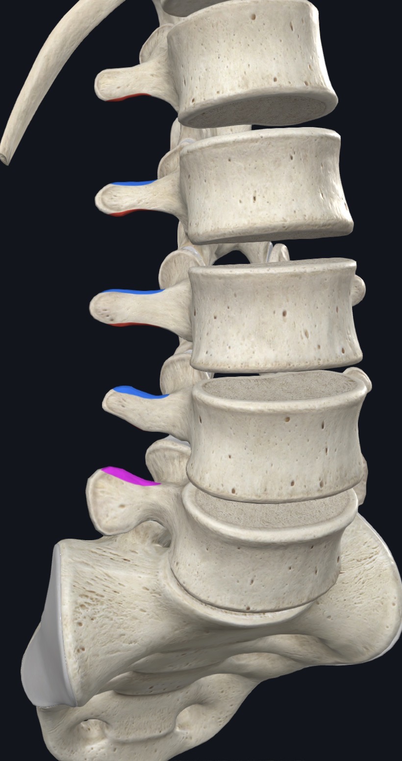 <p>Transverse processes of cervical and lumbar vertebrae</p>