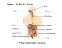 <p>- GI epithelium and its derivatives (liver, gallbladder, pancreas)</p>