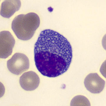 <p>what cell is this?</p>