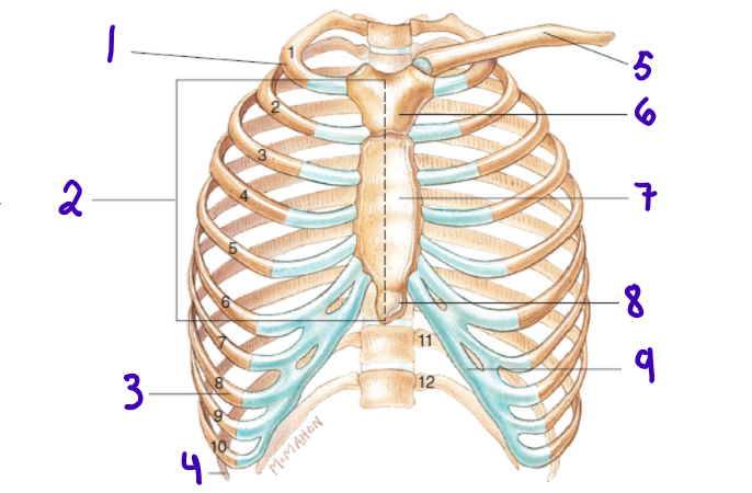 <p>8</p>