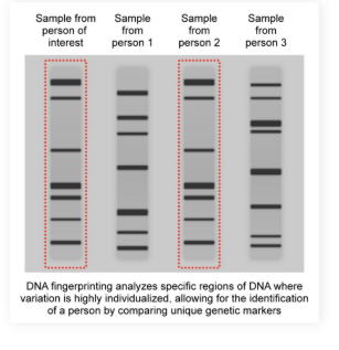 <ul><li><p>An identification technique which relies on the inherent uniqueness of each human genome</p><ul><li><p>Specific regions of noncoding DNA are fragmented with restriction enzymes and analyzed</p></li><li><p>Uses: Paternity testing and <strong>forensic </strong>identification</p></li></ul></li></ul><p></p>