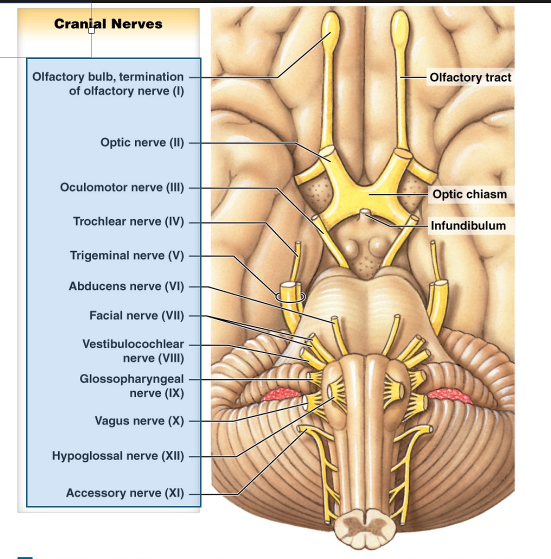 <p>Trochlear (IV) nerve</p>