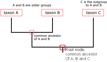 <p>- Shared Derived: An evolutionary “novelty” unique to a particular clade and its recent common ancestor, used by scientists to establish close evolutionary relationship.</p><p>- Shared Primitive: Ancestral traits inherited from a more distant common ancestor, meaning it is present across a wider, more inclusive group of organisms. Is unhelpful in determining recent branching patterns due to typically spanning outside of a taxon.</p>