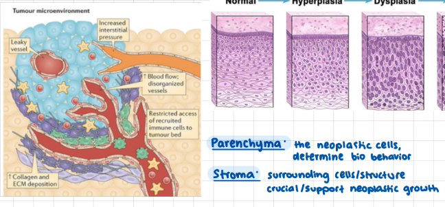 <p>parenchyma + stroma</p>