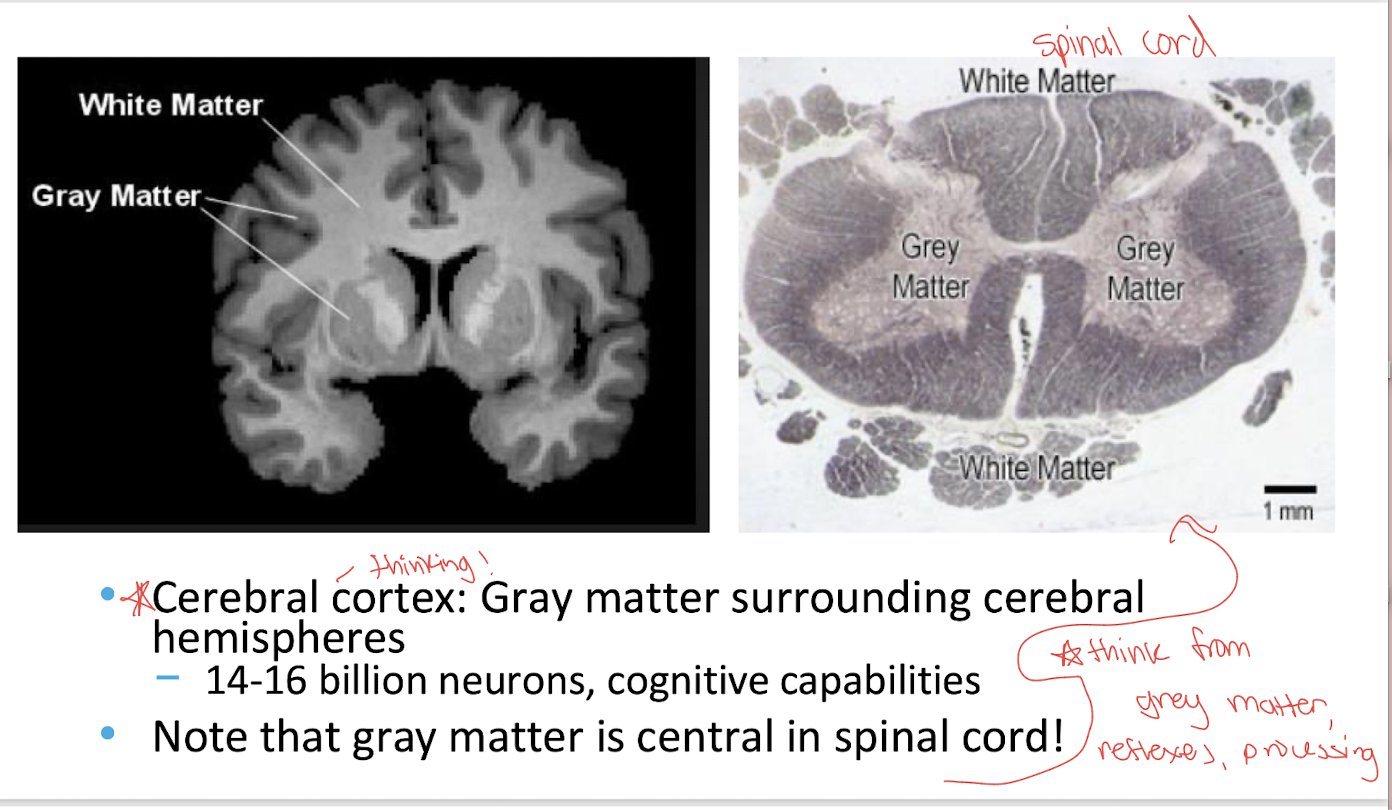 <p>Around the outside of the gray matter</p>