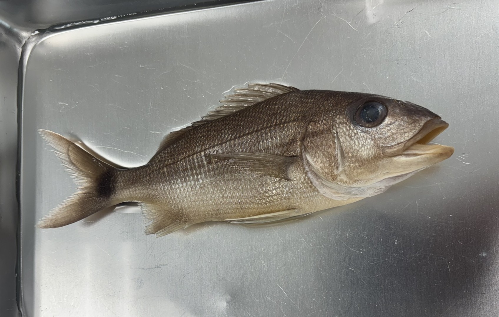 <p>Family Haemulidae (grunts) - <em>Haemulon aurolineatum </em></p>