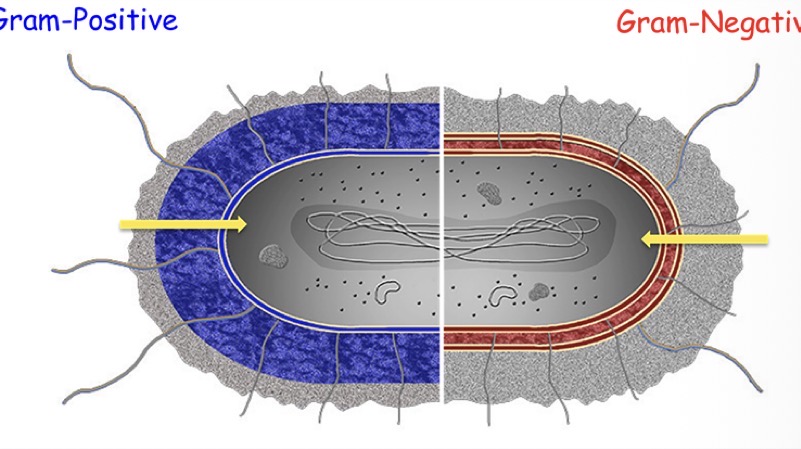<p>Internal soup of the cell that is bounded on the outside by the cell envelope. </p>