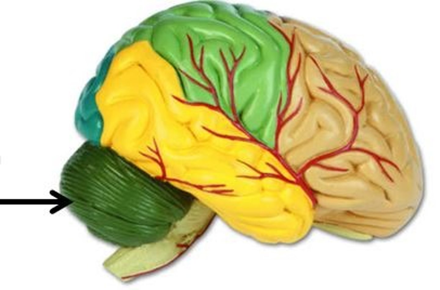 <p>Identify this region of the brain.</p>
