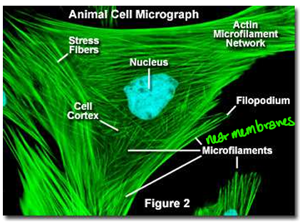 <p><span>Monomeric protein subunit that polymerizes to form microfilaments</span></p>