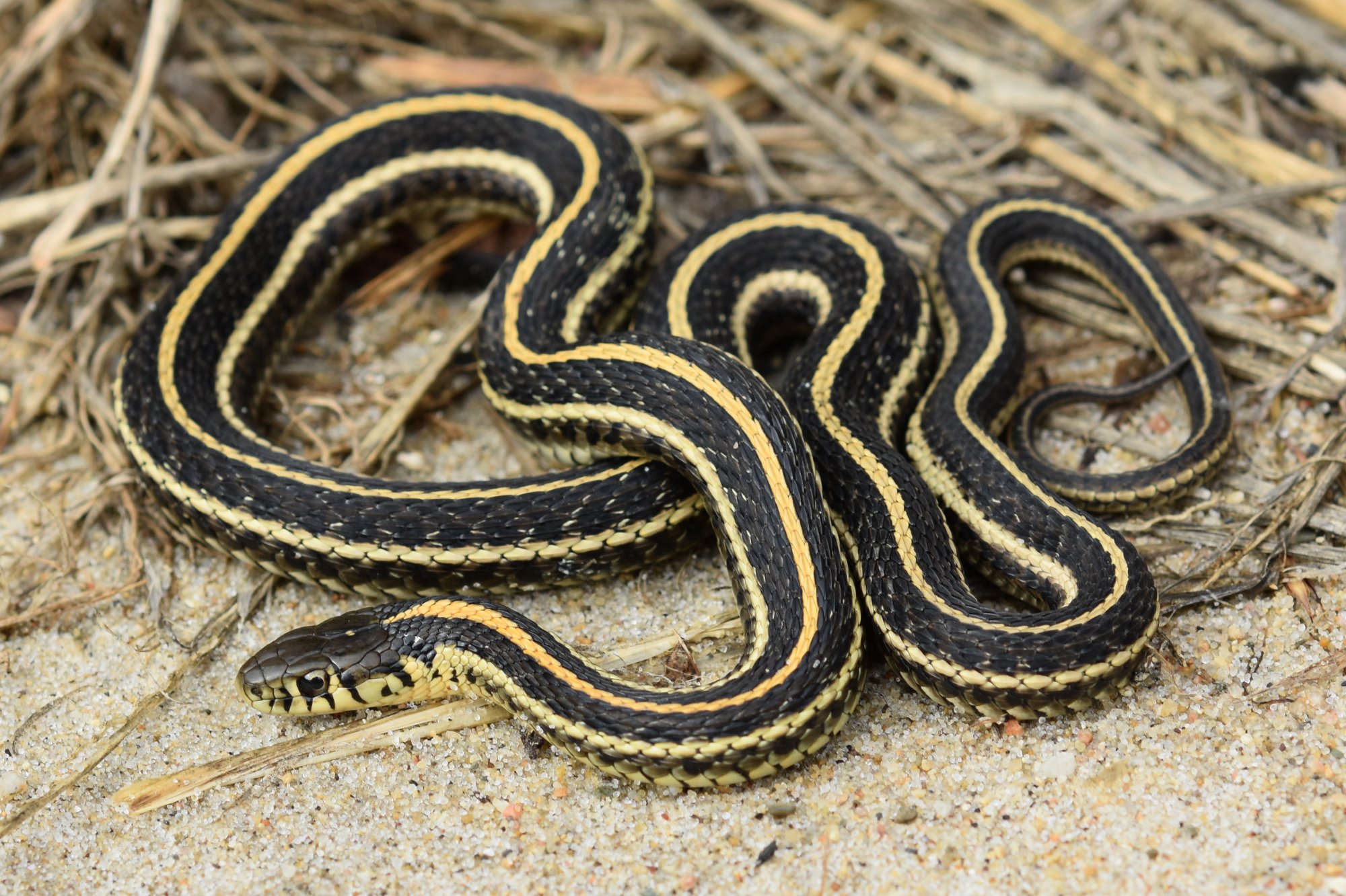 <p>Colubridae. Found in Northern Missouri</p>