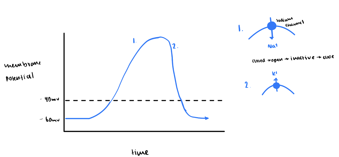 <p>Action Potential: Stages</p>