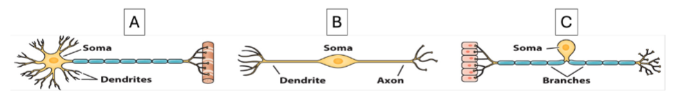 <p>Correctly label each type of neuron</p><p>bipolar neuron</p><p>monopolar neuron</p><p>multipolar neuron</p>