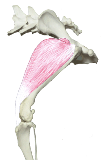 <p>What muscle group is this?</p><p>What muscles are these?</p>