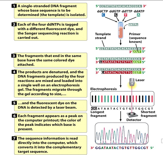 <p>Each ddNTP was tagged with a different fluorescent dye/colour.</p><p>Therefore:</p><p>- All four ddNTPs could be present in one reaction.</p><p>- The terminal base of each fragment could be identified by its fluorescence colour.</p><p>- A laser could detect the different fluorescent signals.</p>