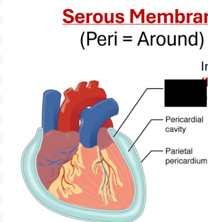 <p>Inner = visceral (touching organ)</p>